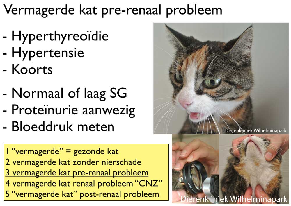 Kat pre renaal probleem voor een nierprobleem